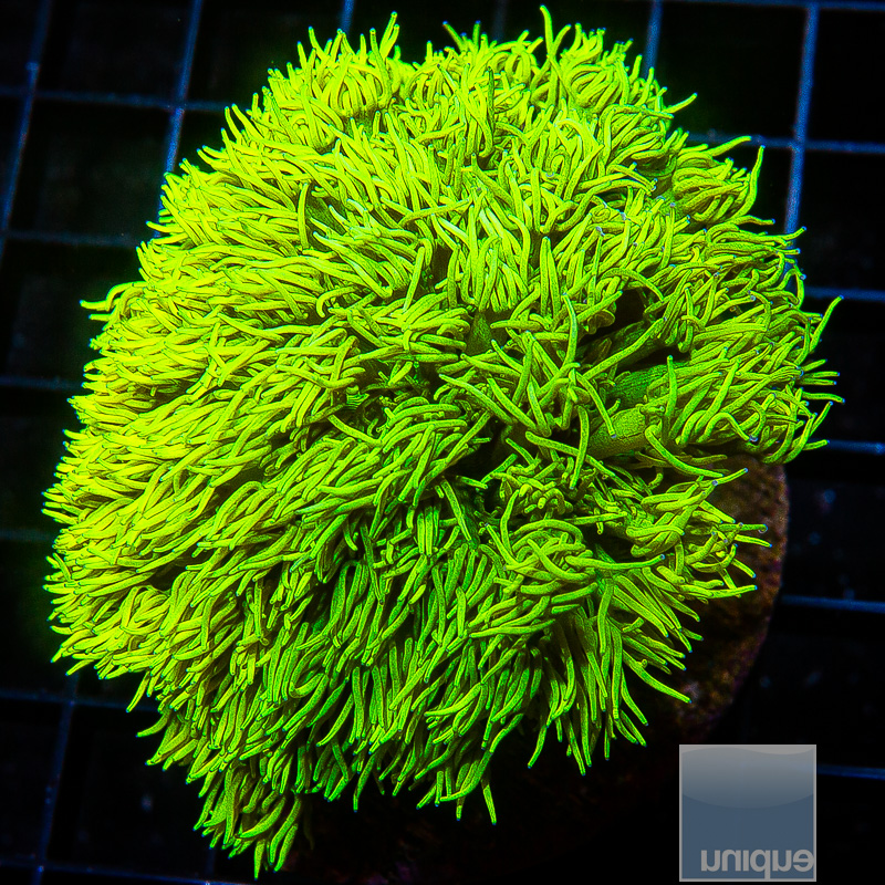 UC Lemon Lime Goniopora Growout 249 140.JPG