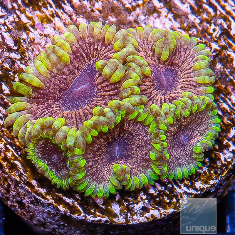 UC Lightspeed Zoanthids 149 99.JPG