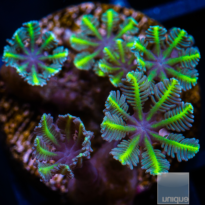 UC Lime Clove Polyps 44 23.JPG