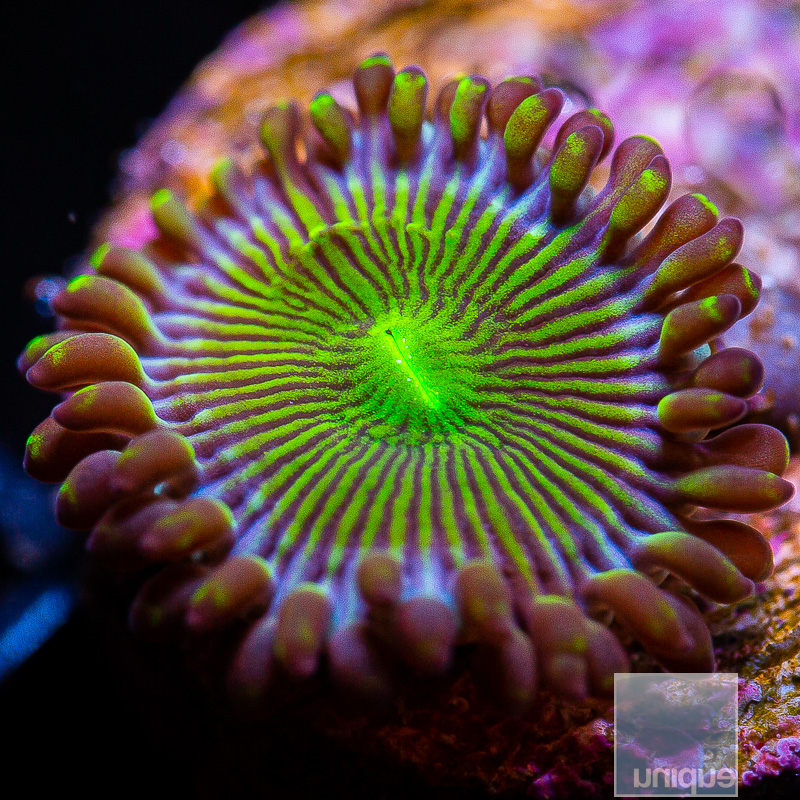 UC Limearita Zoanthid 15 5.JPG