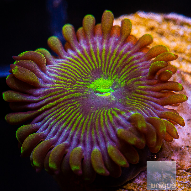 UC Limearita Zoanthid 16 10.JPG