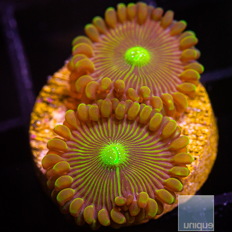 UC Limearita Zoanthid 29 12.JPG