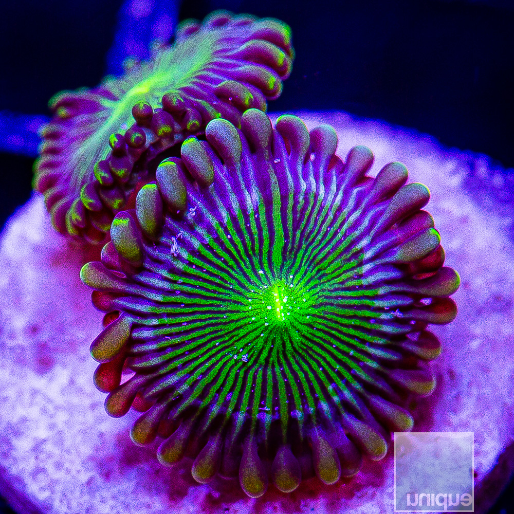 UC Limearita Zoanthid 29 14.JPG