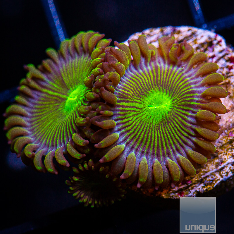 UC Limearita Zoanthid 34 10.JPG