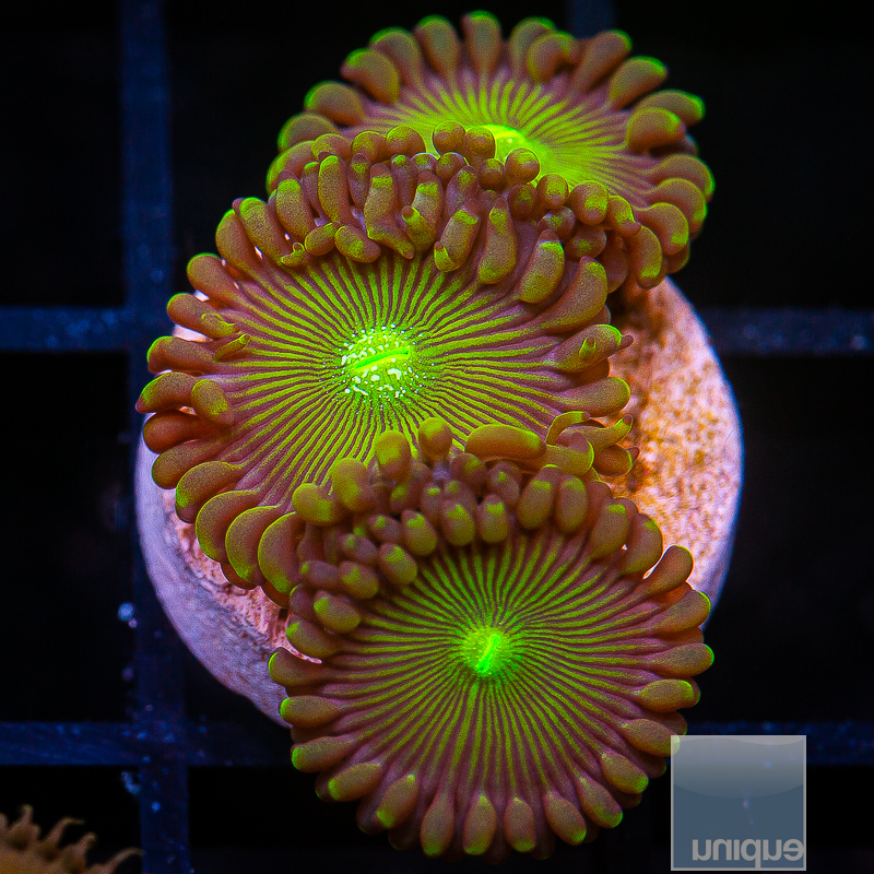 UC Limearita Zoanthid 45 15.JPG