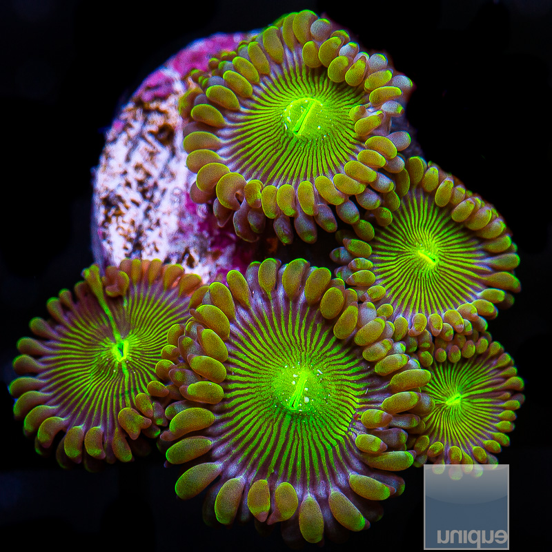 UC Limearita Zoanthid 49 26.JPG