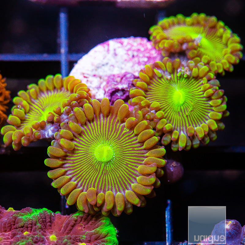 UC Limearita Zoanthid 59 26.JPG