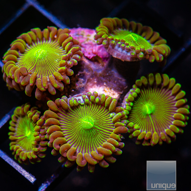 UC Limearita Zoanthid 69 26.JPG