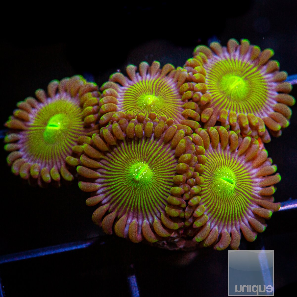 UC Limearita Zoanthid 75 36.JPG