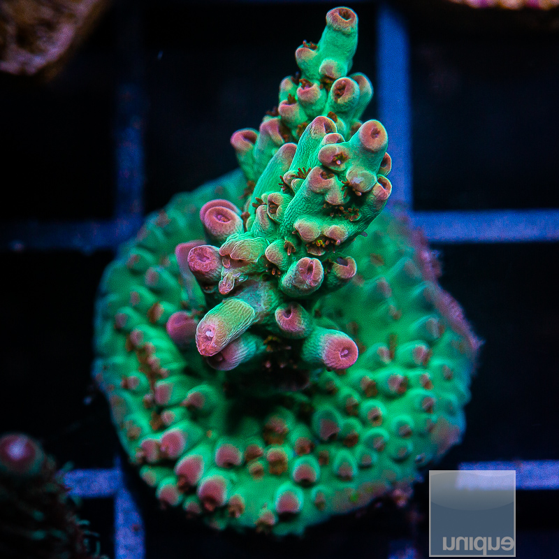 UC Maltese Acropora 149 74.JPG