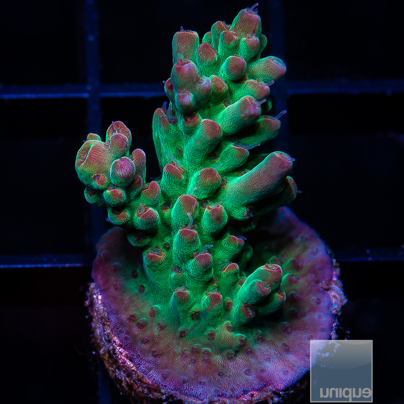 UC Maltese Acropora 159 116.JPG