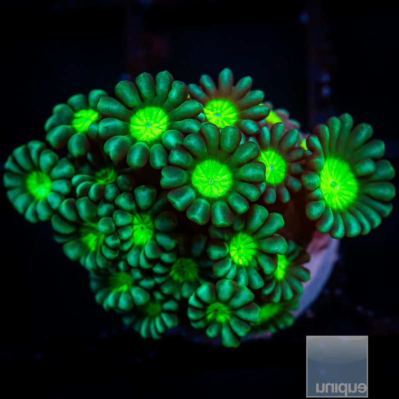 UC Mean Green Alveopora 39 22.JPG