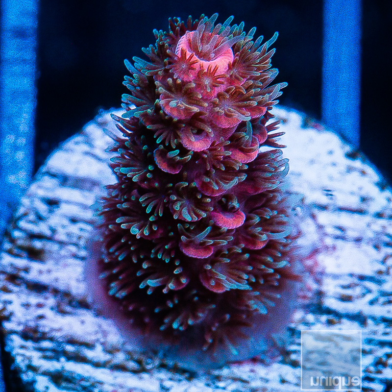 UC Mercury Rising Millepora 129 88.JPG