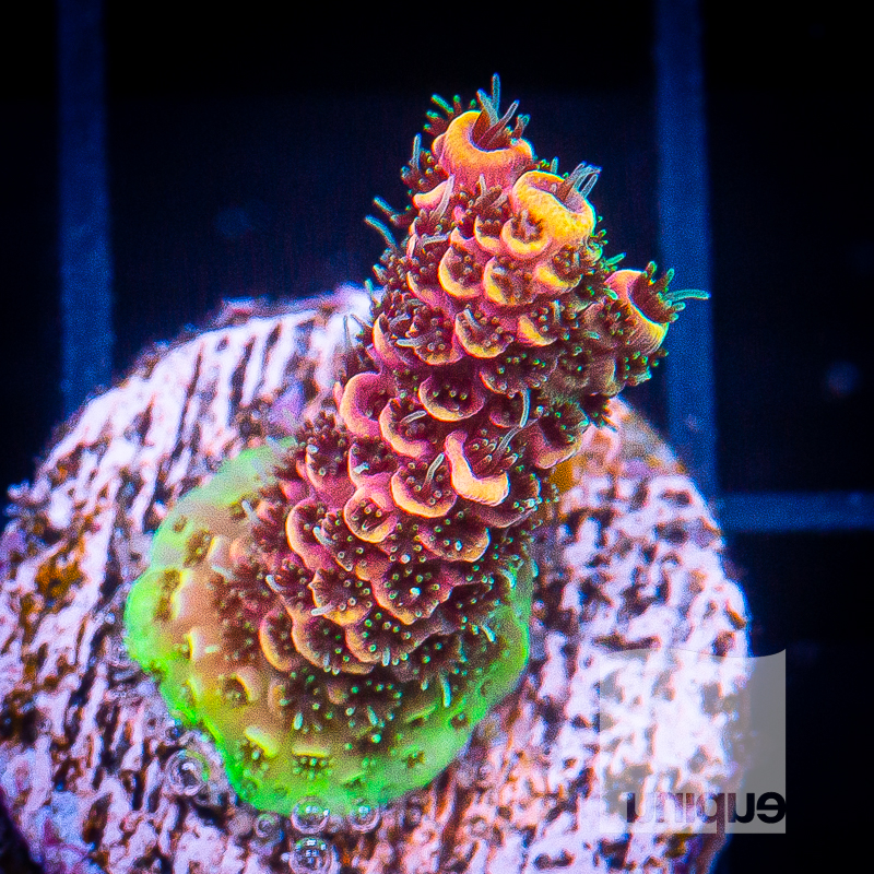 UC Mirasol Millepora 149 108.jpg