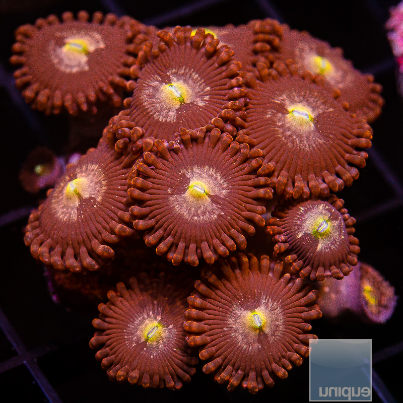 UC Monarch Zoanthid 99 46.JPG