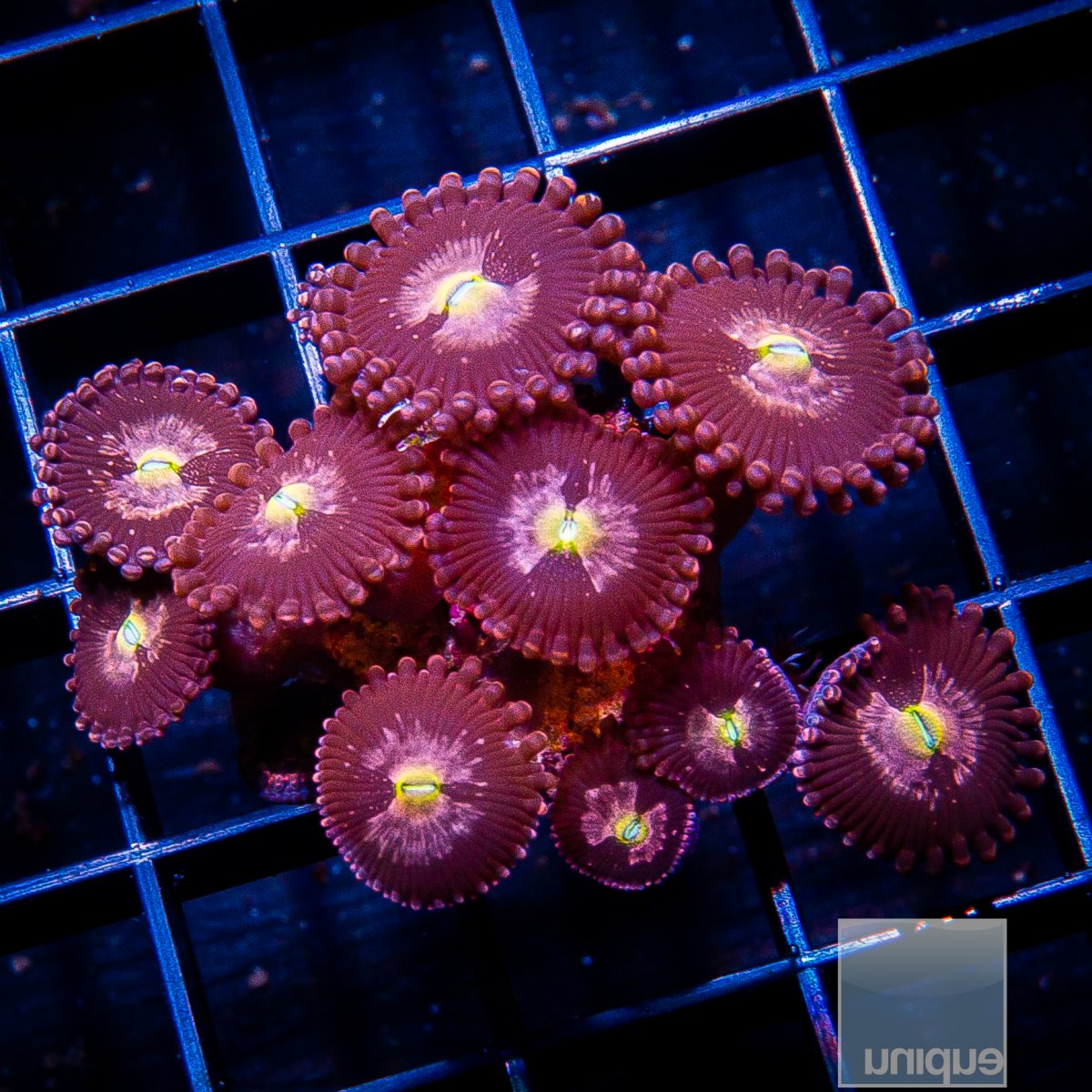 UC Monarch Zoanthid growout 99 22.JPG