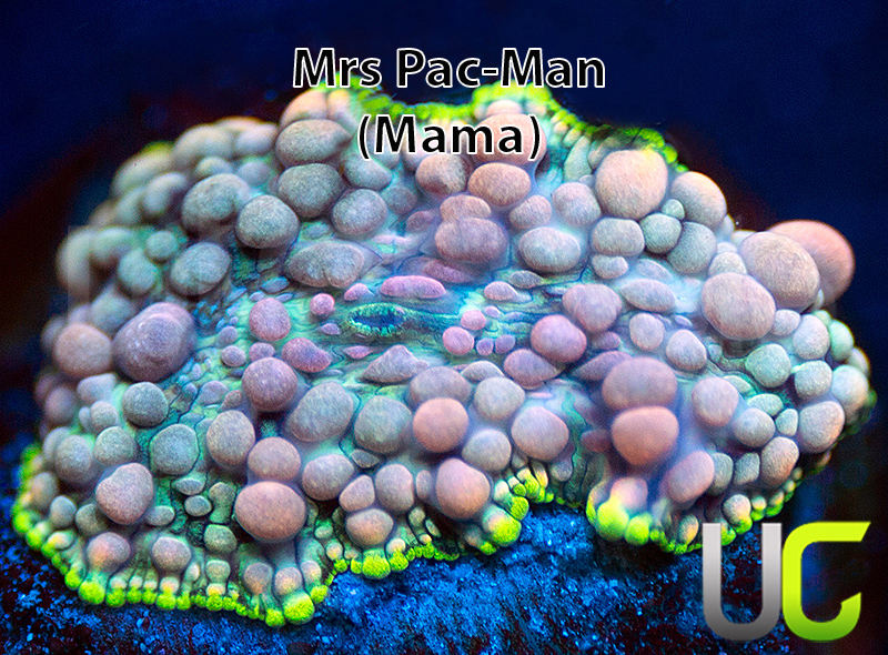 UC-Mrs-Pac-Man-Bounce-Mushroom-MAMA.jpg