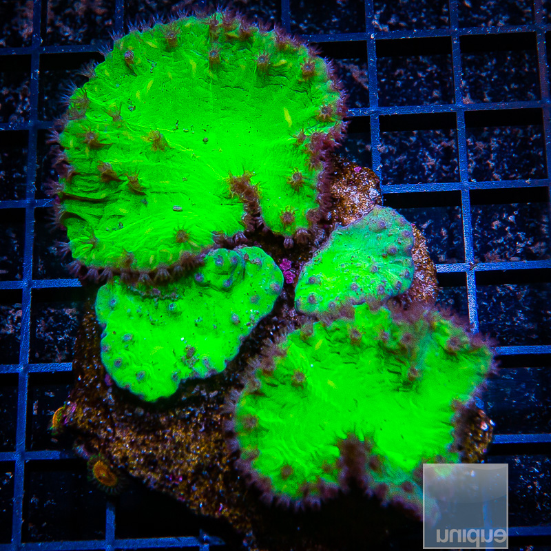 UC Neon Cabbage coral colony 299 175.JPG