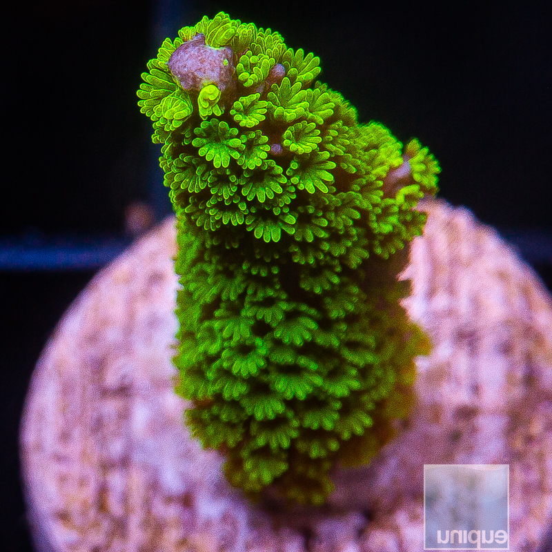 UC Neon Polyp Stellata 59 16.JPG