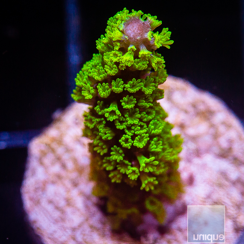 UC Neon Polyp Stellata 59 20.JPG