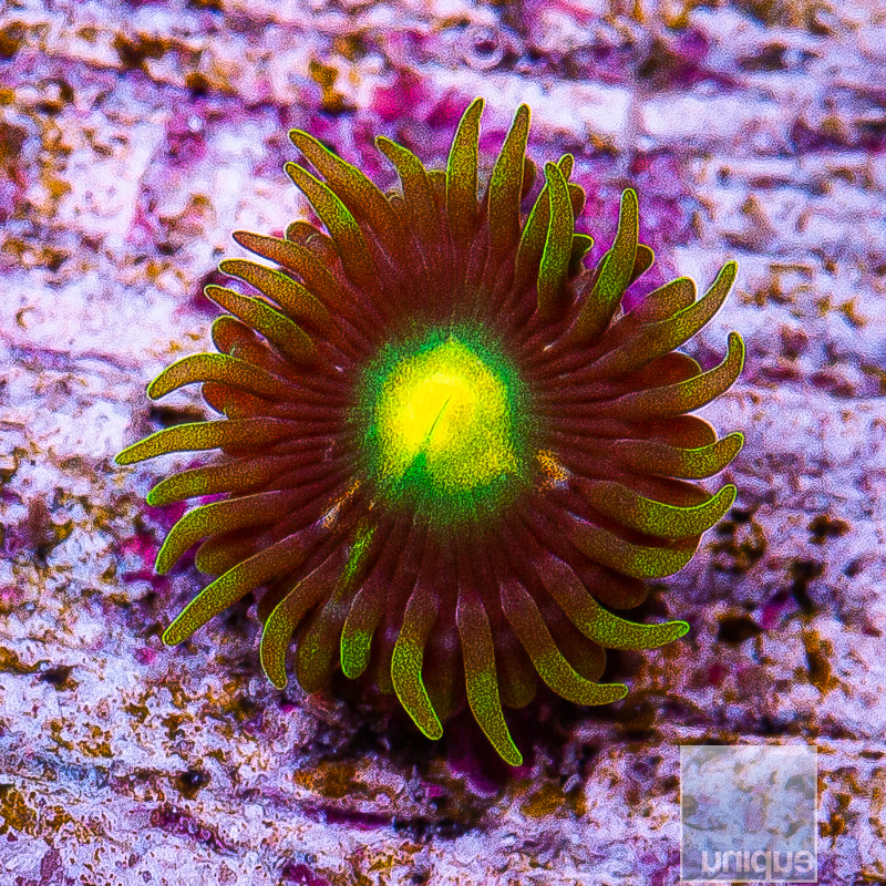 UC Oregon Duck Zoanthid 10 5.JPG