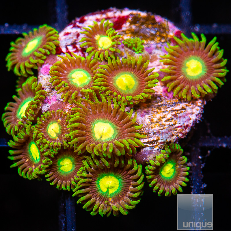 UC Oregon Duck Zoanthid 119 65.JPG