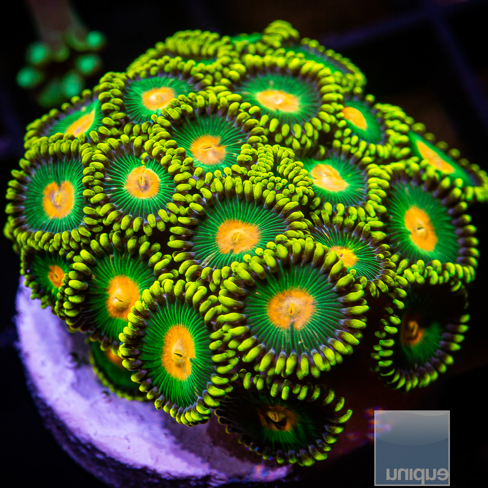 UC Oregon Duck Zoanthid 149 67.JPG