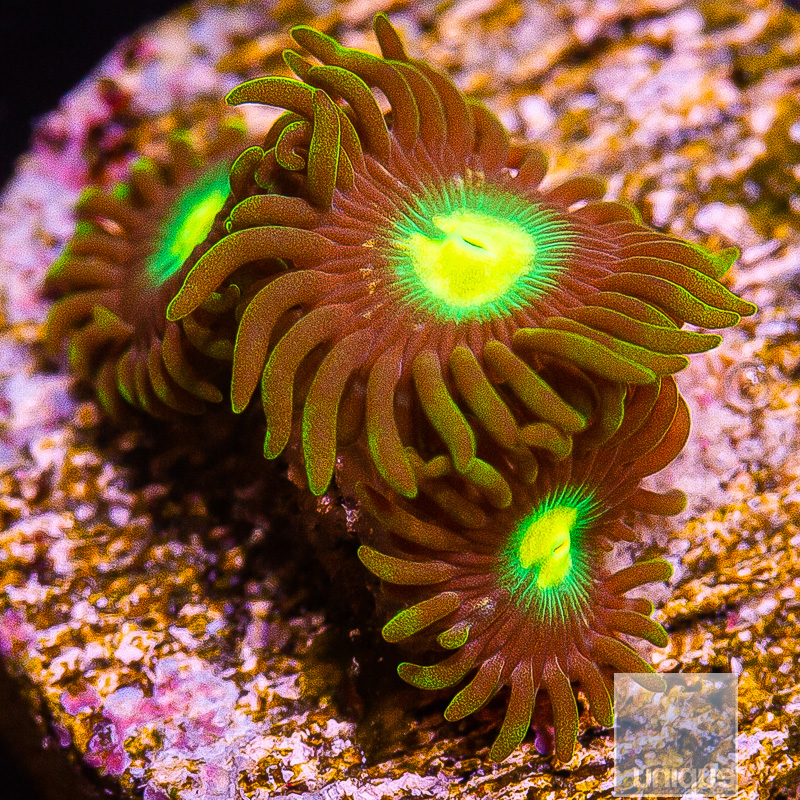 UC Oregon Duck Zoanthid 34 10.JPG