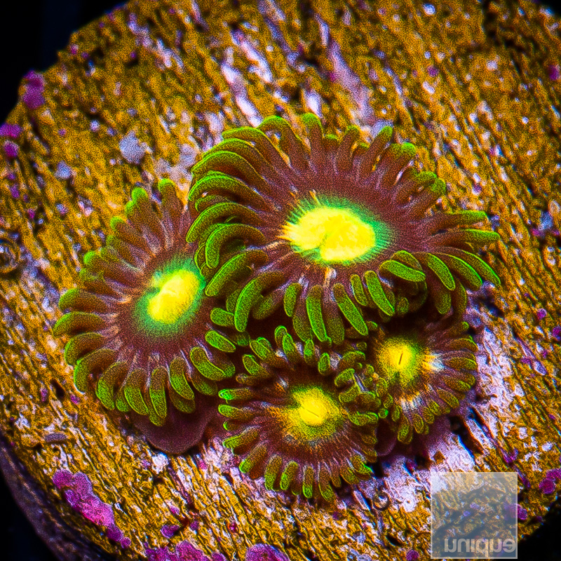 UC Oregon Duck Zoanthid 44 26.JPG