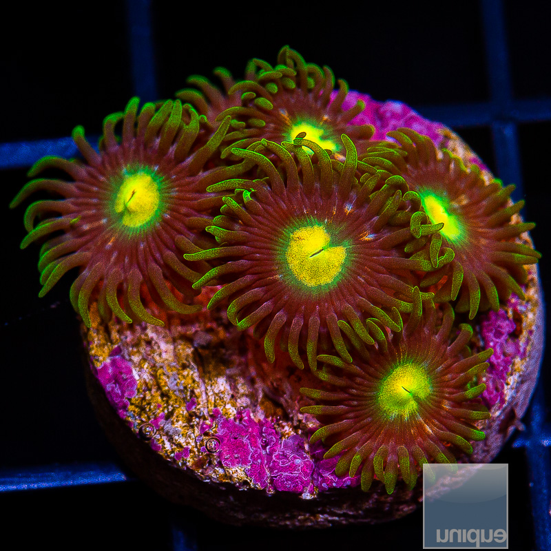 UC Oregon Duck Zoanthid 49 26.JPG