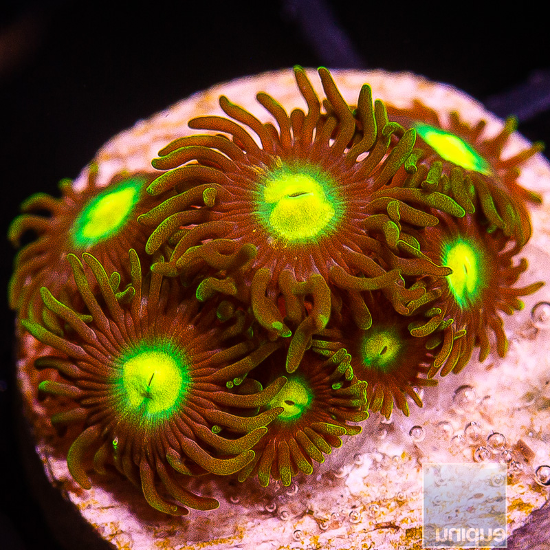 UC Oregon Duck Zoanthid 79 36.JPG