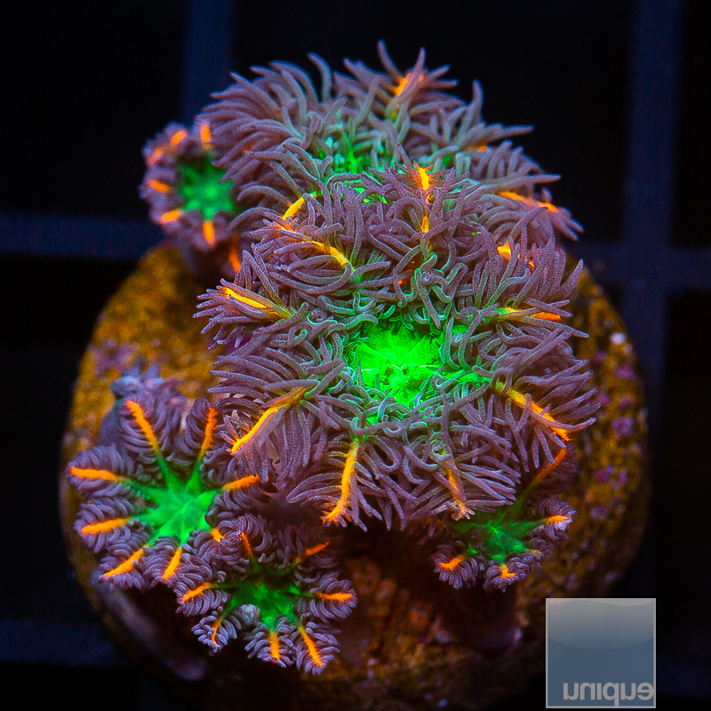 UC Papaya Clove Polyps 44 26.JPG