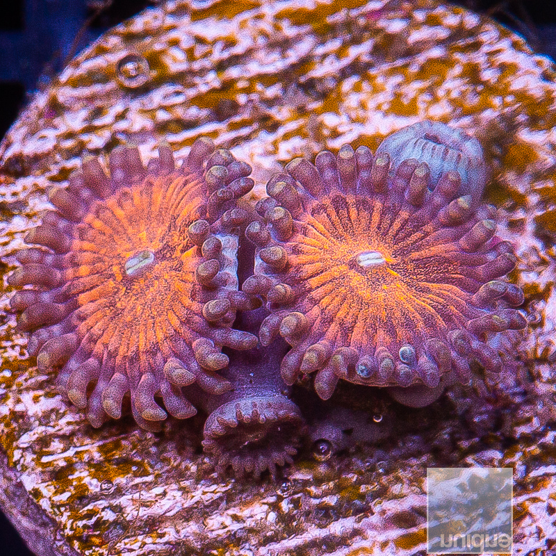 UC Peach Pie Zoanthids 79 36.JPG