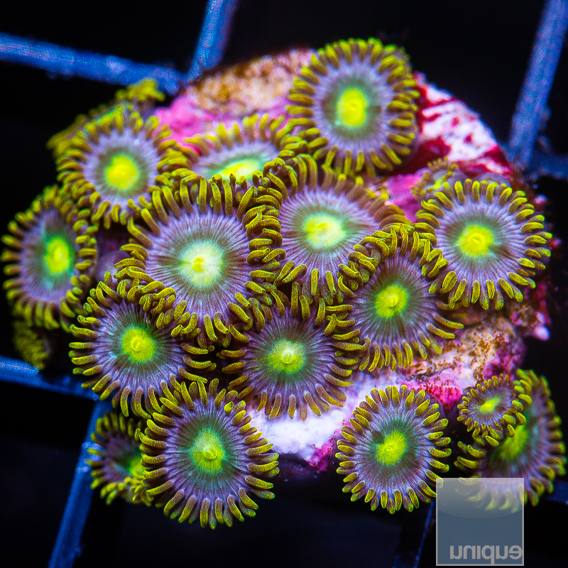 UC Penguin Eye Zoanthid 119 62.JPG