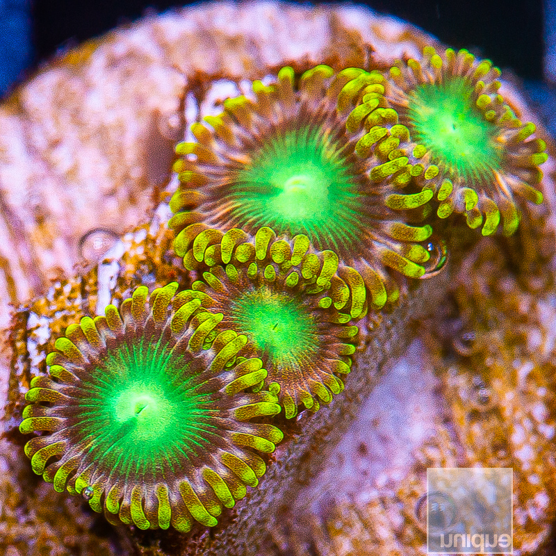 UC Pink Dragon Zoanthid 39 10.JPG