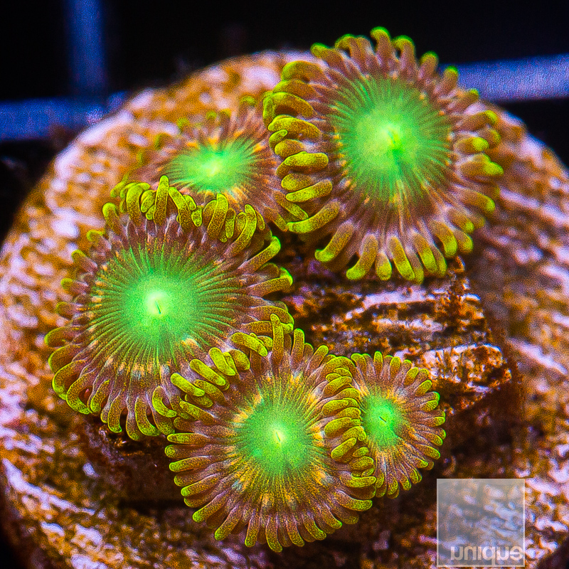 UC Pink Dragon Zoanthid 49 22.JPG