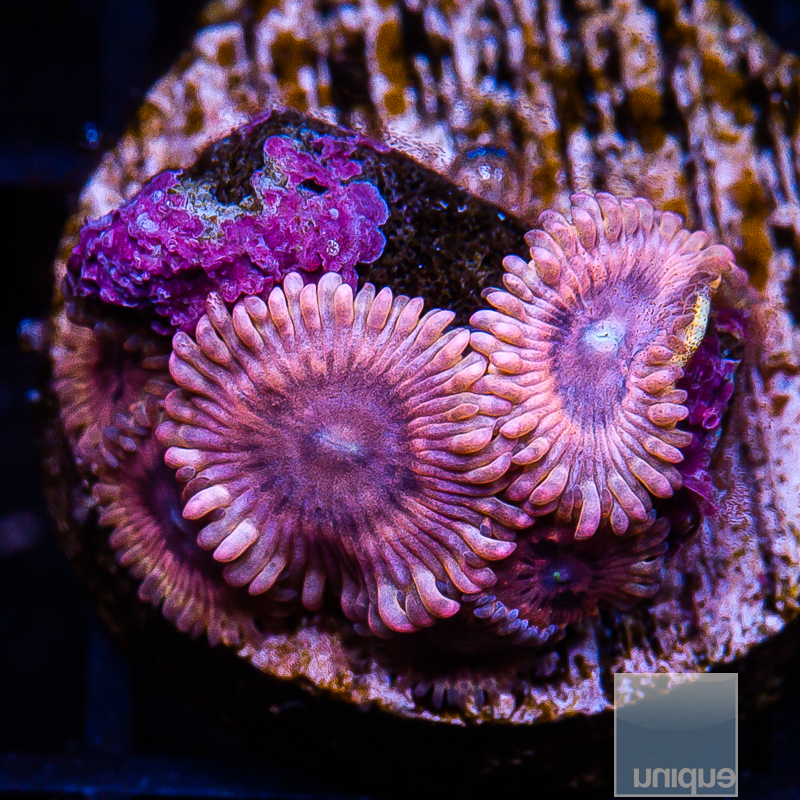 UC Pink Jelly Zoanthids 159 118.JPG