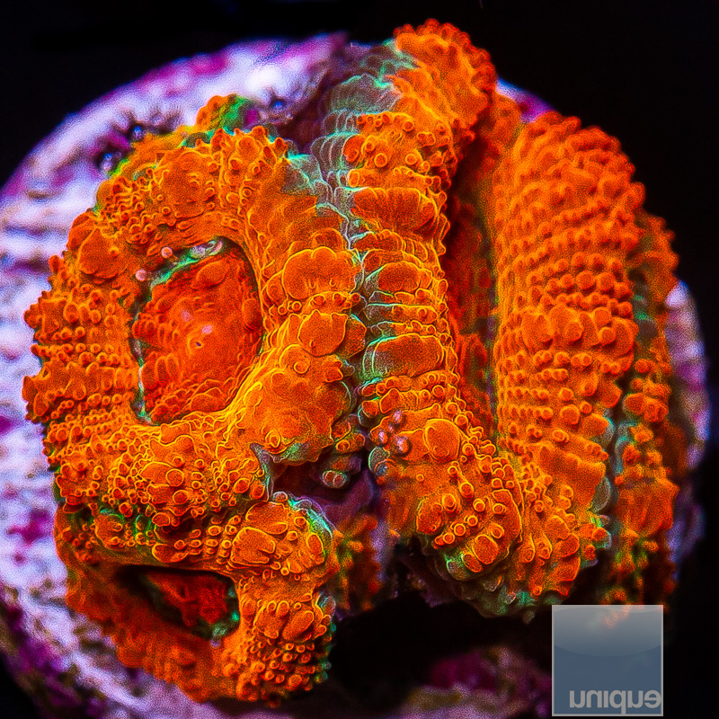 UC Powerball Acan Lord 129 76.JPG