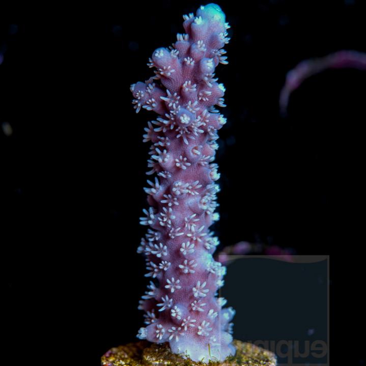 UC-premium-uc-aussie-purple-horrida-frag-42-inventory-12.jpg