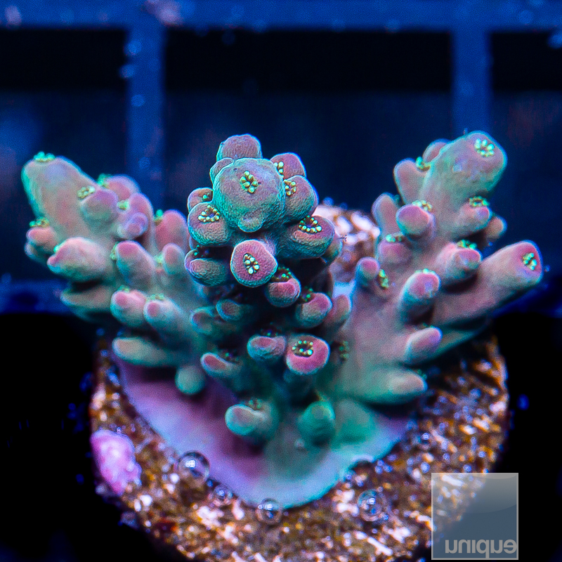 UC Psychedelic Acropora 199 107.JPG