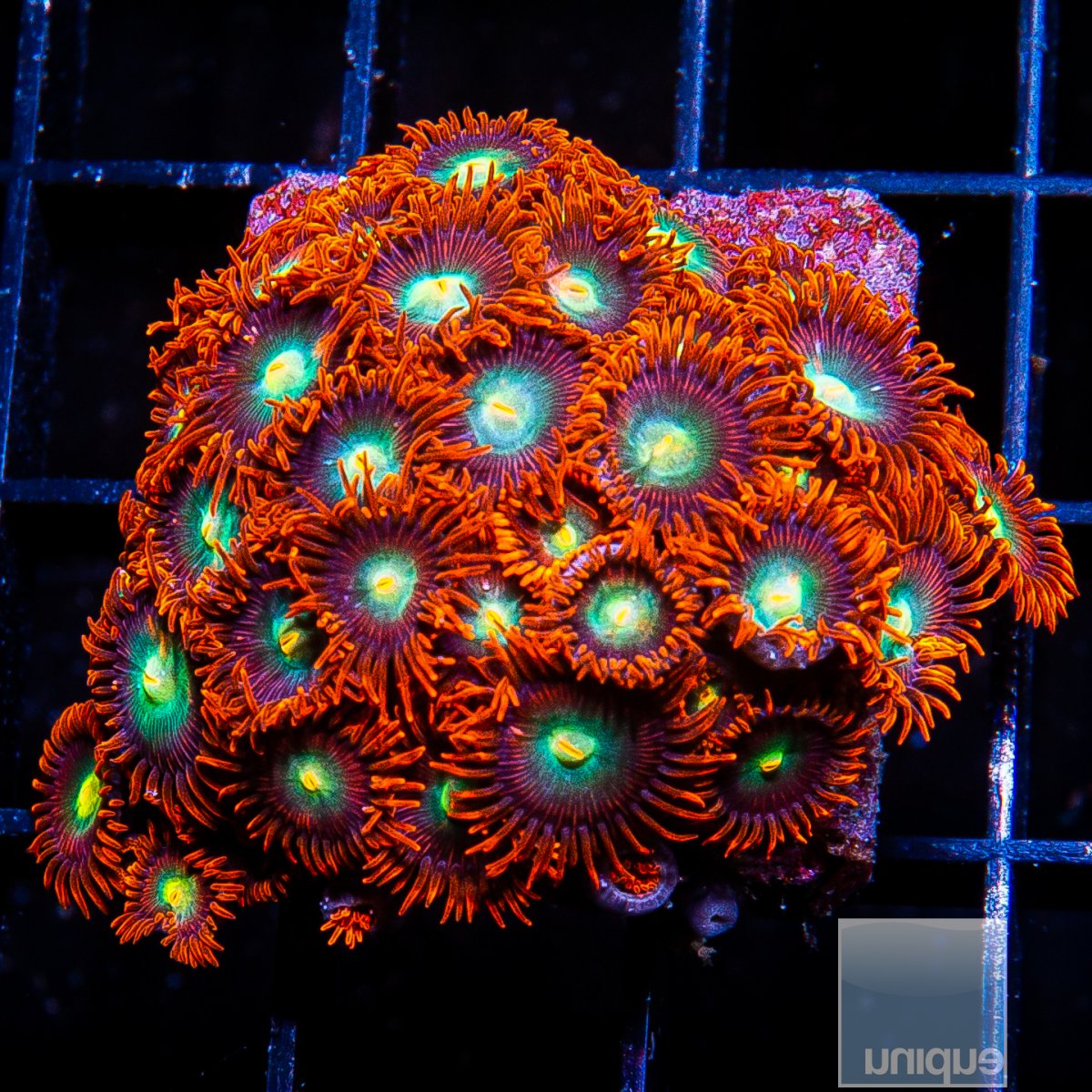 UC Punk Rocker Zoanthid colony 179 80.JPG