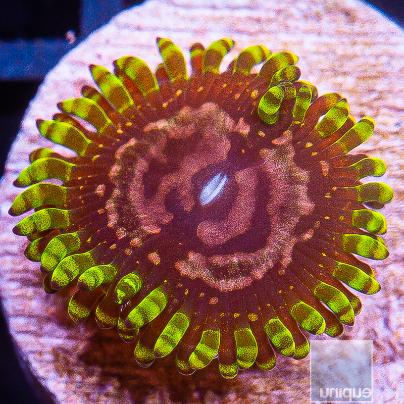 UC Purple Monster Zoanthid 29 10.JPG