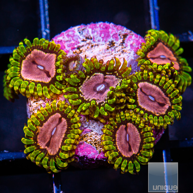 UC Purple Monster Zoanthid 59 36.JPG