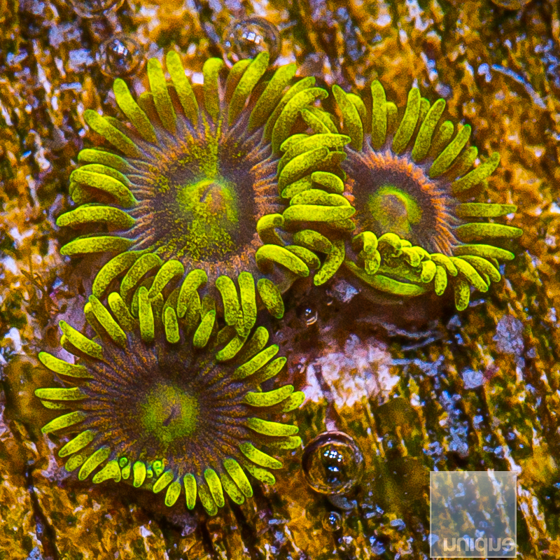 UC Raichu Zoanthid 59 35.JPG