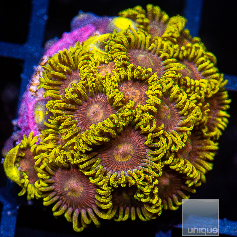 UC Raichu Zoanthid Colony 129 62.JPG