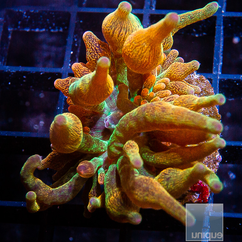 UC Rainbow Bubble Tip Anemone 99 50 (1).JPG