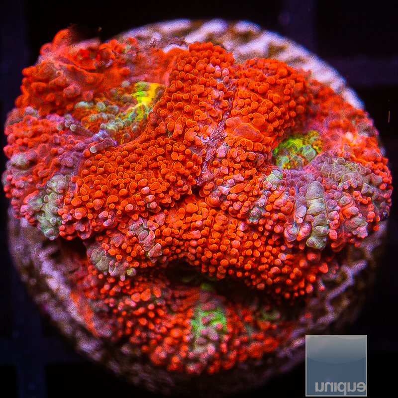 UC Rainbow Chaos Acan Lord 129 75.JPG