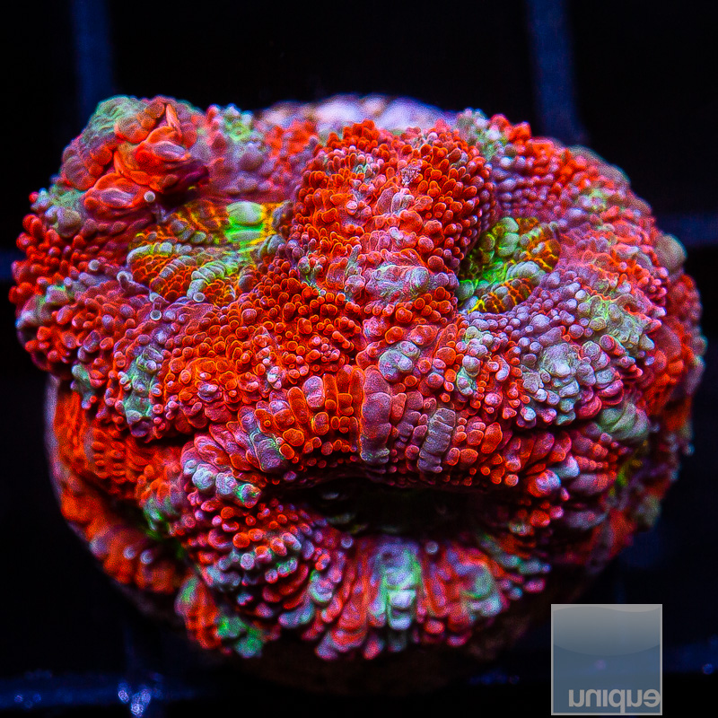 UC Rainbow Cruhs Acan Lod 139 80.JPG