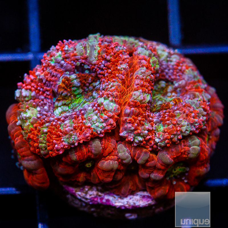 UC Rainbow Crush Acan Lord 129 75.JPG