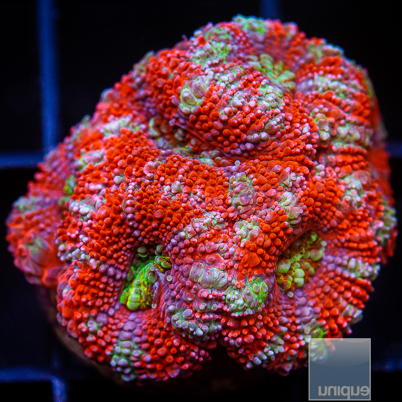 UC Rainbow Crush Acan lord 139 85.JPG